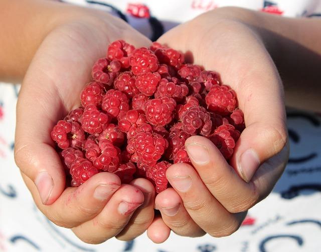 raspberry, berry, handful, hands, close-up, red, ripe raspberries, raspberries, vitamin, health, delicious, benefit, jam, gift, benefit, benefit, benefit, benefit, benefit